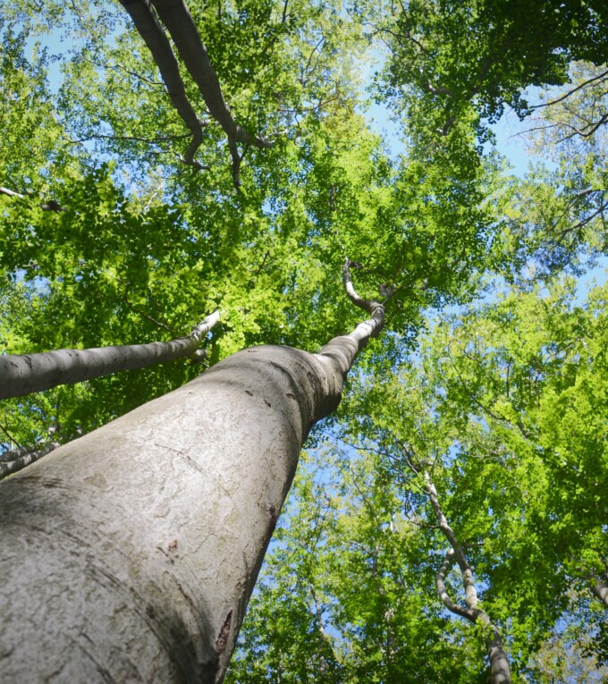 Blick in die Baumkrone